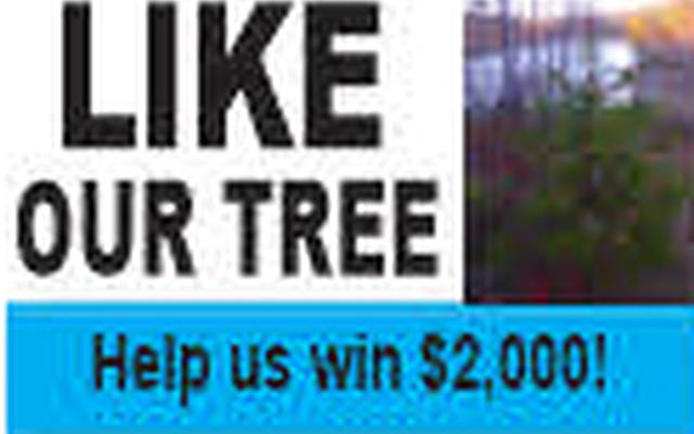 likeourtree2020-1.jpg